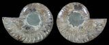 Polished Ammonite Pair - Agatized #51736-1